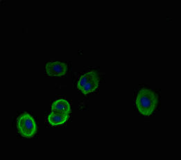 Immunohistochemistry of paraffin-embedded human pancreatic tissue using CAC09199 at dilution of 1:100