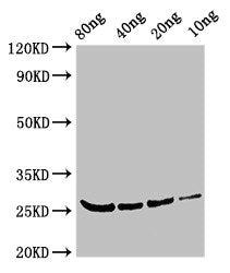 Betv4 Polyclonal Antibody - image 2