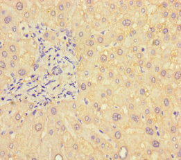 B4Galt5 Polyclonal Antibody - image 4