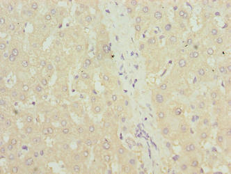 Immunohistochemistry of paraffin-embedded human spleen tissue using CAC09255 at dilution of 1:100