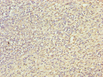 Txnrd1 Polyclonal Antibody - image 4