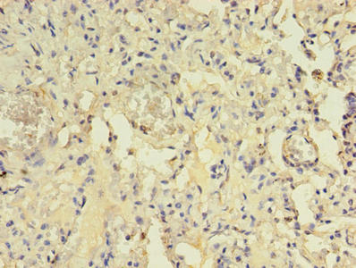 Immunohistochemistry of paraffin-embedded human pancreatic tissue using CAC09304 at dilution of 1:100