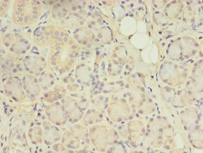 Acap1 Polyclonal Antibody - image 4