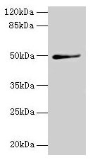 Trip13 Polyclonal Antibody - image 4