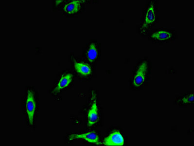Ano4 Polyclonal Antibody - image 4