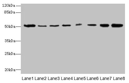 Immunohistochemistry of paraffin-embedded human placenta tissue using CAC09325 at dilution of 1:100