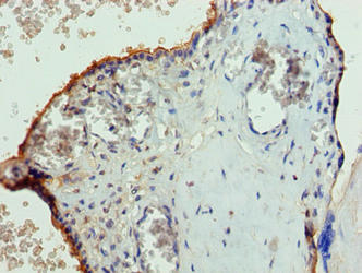 Pgs1 Polyclonal Antibody - image 3