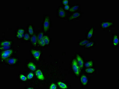 Fndc3B Polyclonal Antibody - image 3