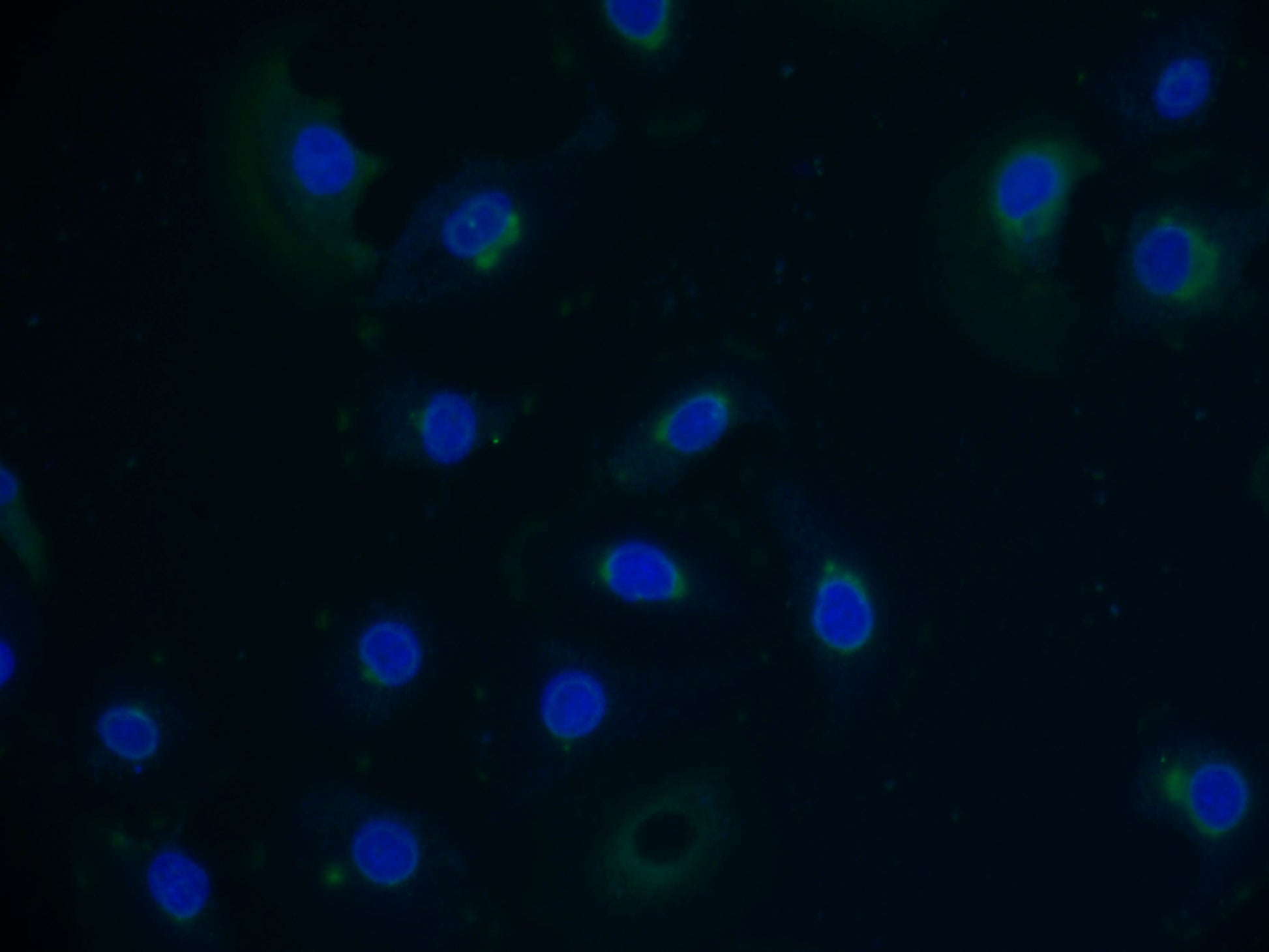 Pvrig Polyclonal Antibody - image 3