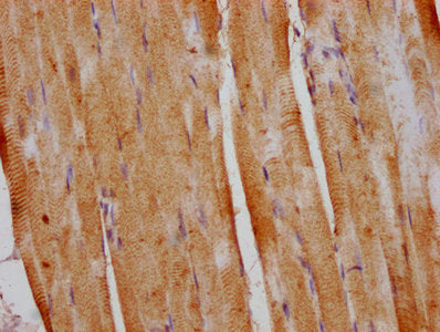 Immunofluorescence staining of 293 cells with CAC09376 at 1:133, counter-stained with DAPI. The cells were fixed in 4% formaldehyde, permeabilized using 0.2% Triton X-100 and blocked in 10% normal Goat Serum. The cells were then incubated with the antibody overnight at 4°C. The secondary antibody was Alexa Fluor 488-congugated AffiniPure Goat Anti-Rabbit IgG(H+L).