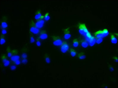 Dusp13 Polyclonal Antibody - image 5