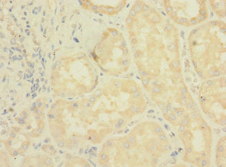 Lrrc31 Polyclonal Antibody - image 4