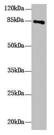 Immunohistochemistry of paraffin-embedded human testis tissue using CAC09399 at dilution of 1:100