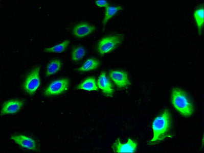 Cnih2 Polyclonal Antibody - image 4