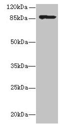 Inla Polyclonal Antibody - image 2
