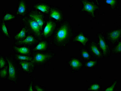 Amigo2 Polyclonal Antibody - image 5