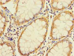 Unc93A Polyclonal Antibody - image 3