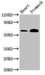 Tph2 Polyclonal Antibody - image 5
