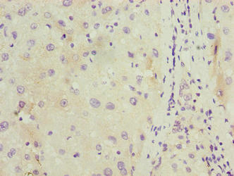 C11Orf53 Polyclonal Antibody - image 4