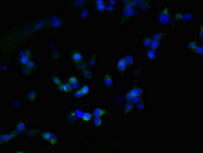 Zdhhc23 Polyclonal Antibody - image 4