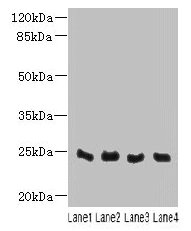 C4Orf33 Polyclonal Antibody - image 2