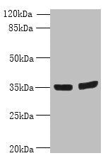 Immunohistochemistry of paraffin-embedded human pancreatic tissue using CAC09503 at dilution of 1:100