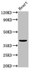 Prr11 Polyclonal Antibody - image 5