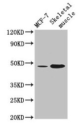 Arrdc3 Polyclonal Antibody - image 2