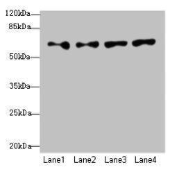 Immunohistochemistry of paraffin-embedded human testis tissue using CAC09554 at dilution of 1:100