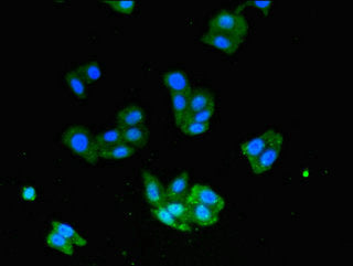 Usp33 Polyclonal Antibody - image 4