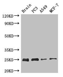 Apopt1 Polyclonal Antibody - image 2