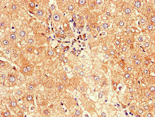 Immunofluorescent analysis of HepG2 cells using CAC09639 at dilution of 1:100 and Alexa Fluor 488-congugated AffiniPure Goat Anti-Rabbit IgG(H+L)