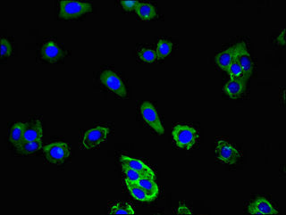 Cd177 Polyclonal Antibody - image 4