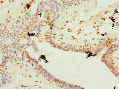 Plet1 Polyclonal Antibody - image 4