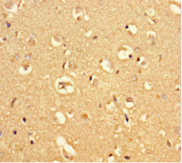 Mrap2 Polyclonal Antibody - image 5