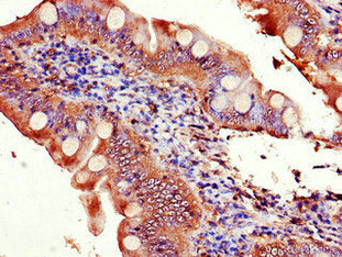 Immunofluorescent analysis of HepG2 cells using CAC09690 at dilution of 1:100 and Alexa Fluor 488-congugated AffiniPure Goat Anti-Rabbit IgG(H+L)