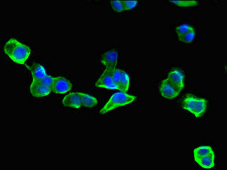 Eif3C Polyclonal Antibody - image 4