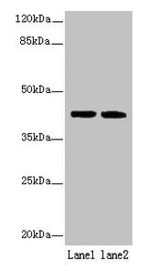 Sdf4 Polyclonal Antibody - image 2