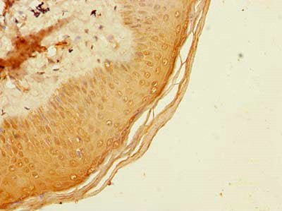 Immunohistochemistry of paraffin-embedded human tonsil tissue using CAC09722 at dilution of 1:100