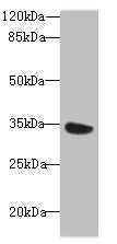 Immunoprecipitating MIOX in Mouse kidney tissue; ,Lane 1: Rabbit control IgG instead in Mouse kidney tissue. For western blotting, a HRP-conjugated Protein G antibody was used as the secondary antibody (1/2000); ,Lane 2: CAC09753 (8µg) + Mouse kidney tissue (500µg); ,Lane 3: Mouse kidney tissue (10µg)