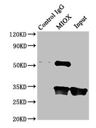 Miox Polyclonal Antibody - image 3