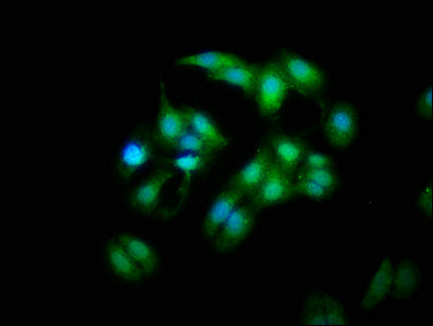 Mob1A Polyclonal Antibody - image 5