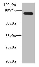 Immunohistochemistry of paraffin-embedded human small intestine tissue using CAC09786 at dilution of 1:100