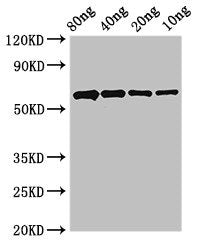 Pcna Polyclonal Antibody - image 2