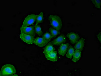 Pard6A Polyclonal Antibody - image 3