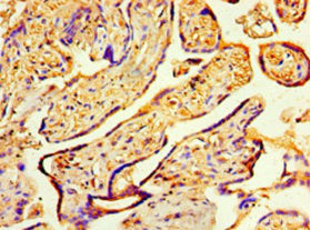 Cops7A Polyclonal Antibody - image 4