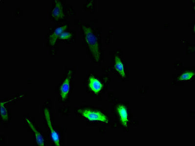 Immunohistochemistry of paraffin-embedded human kidney tissue using CAC09933 at dilution of 1:100