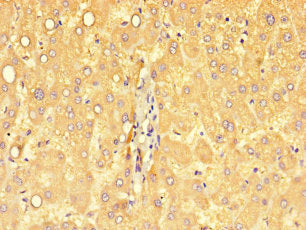 Dse Polyclonal Antibody - image 4