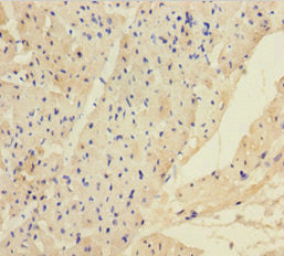 Angptl2 Polyclonal Antibody - image 4