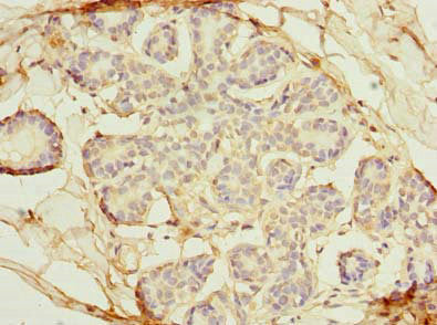 Osgin2 Polyclonal Antibody - image 4